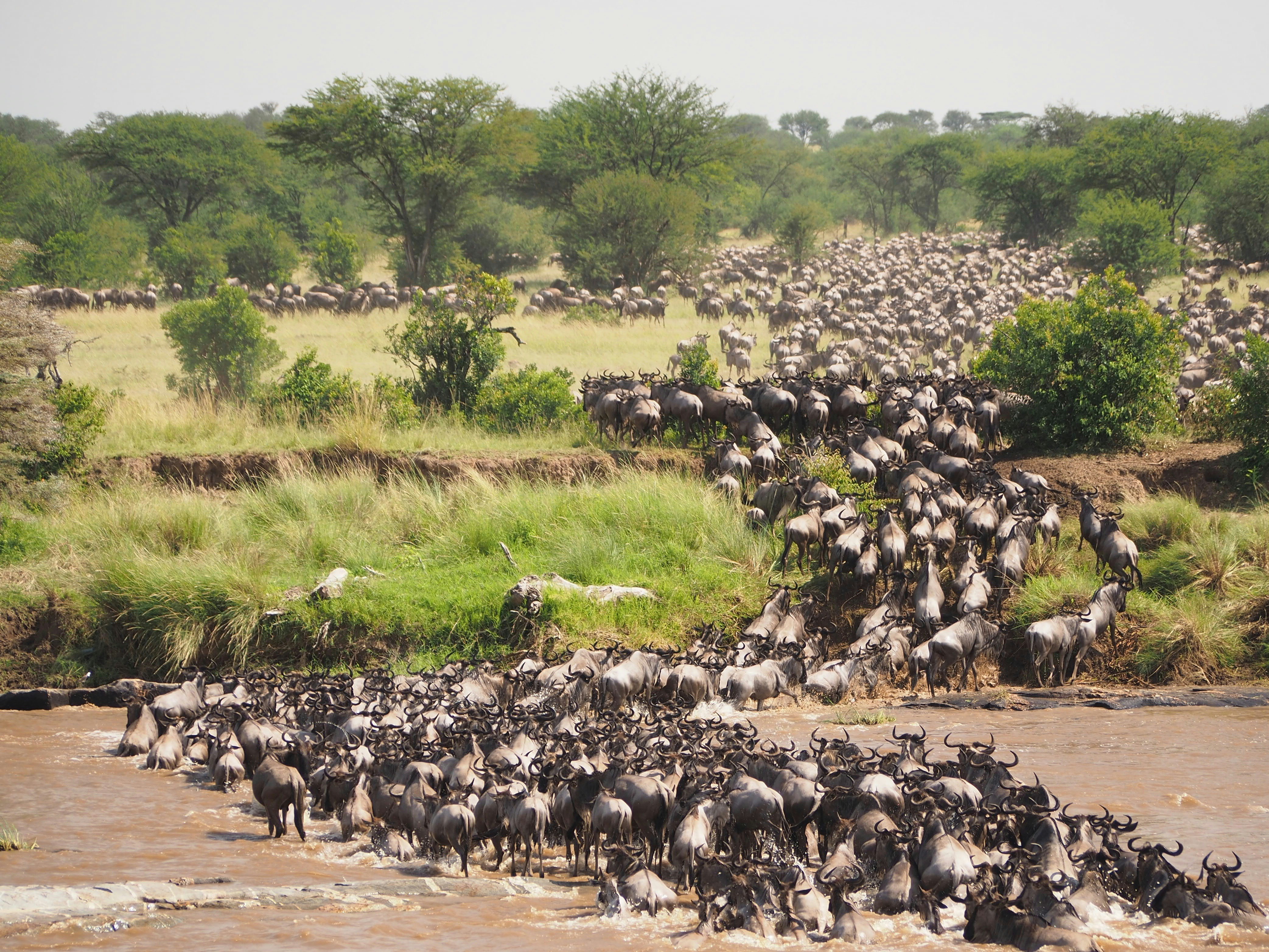 River crossing in Serengeti